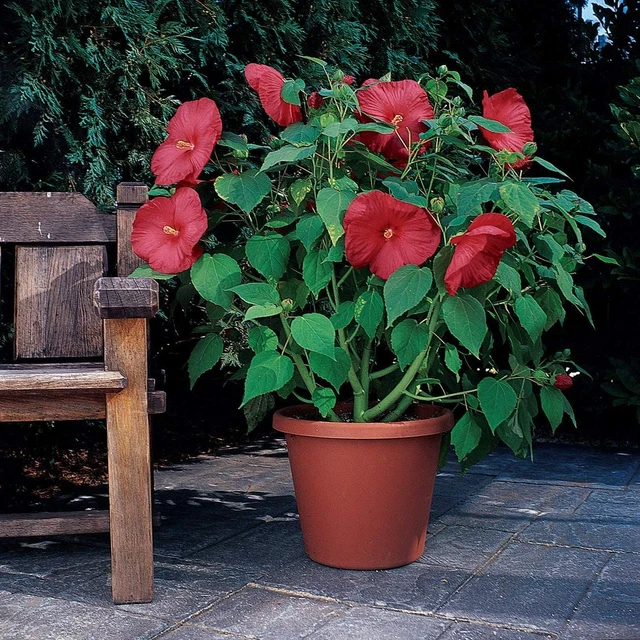 Outsidepride Hardy Hibiscus Luna Red Garden & Container Plant 10 Seeds,