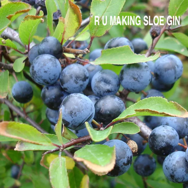 Sloes Why Just Sloe Gin?  Sloe-Vodka-Brandy-Sherry. 2 Grade Bags Filter Kit F/P 2