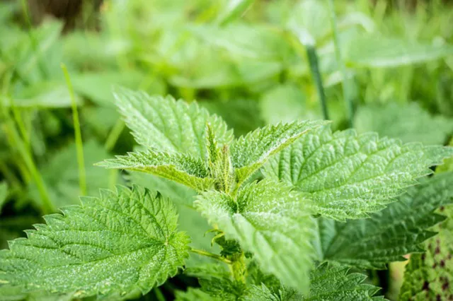 1.000 Graines ORTIE SAUVAGE non traitées Urtica Dioica Merveilleux engrais Bio ! 2