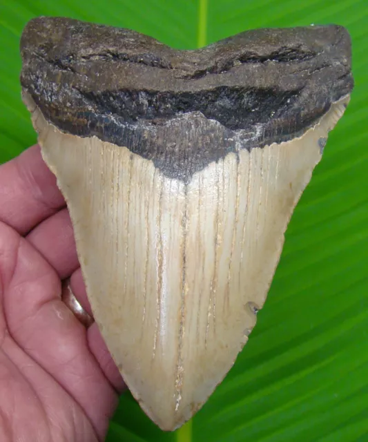 MEGALODON SHARK TOOTH  - XL 5 & 7/16 " - w/DISPLAY STAND  - NO RESTORATIONS