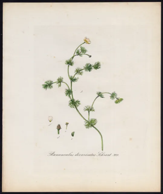 Antique Print-RANONCULUS DIVARICATUS-DIVARICATED CROWFOOT-Sepp-Flora Batava-1800