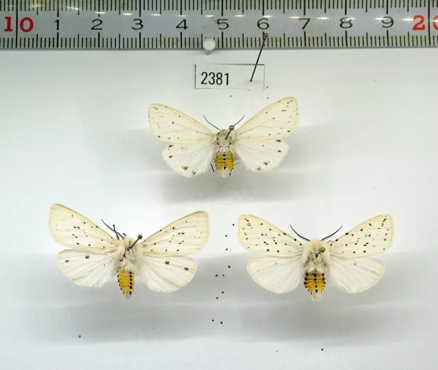 Erebidae Spilosoma lubricipeda 1xP -2381