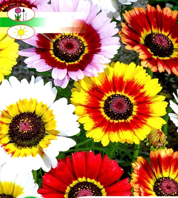 Chrysanthemum Carinatum  - Painted Daisy - Mixed - 350 Best Flower Seeds /Opal