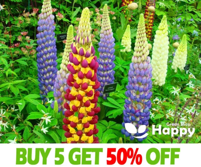 Russell Lupin MIX - Lupinus Polyphyllus - 60 seeds - PERENNIAL FLOWER - TALL