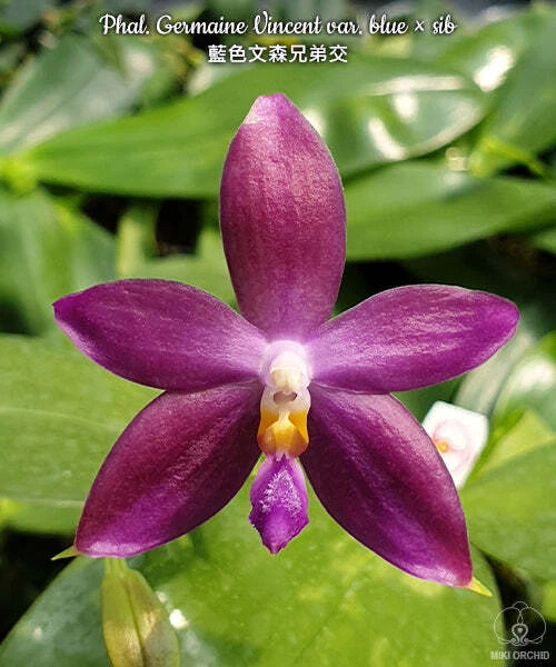 E23: Phal Germaine Vincent var. blue x sib 蓝色文森兄弟交, fragrant