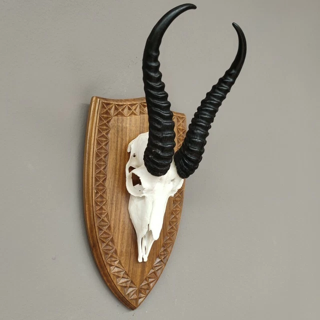 Gacela Antílope Trofeo de Calavera En Escudo de Trofeo Hl 31 CM Decoración 2