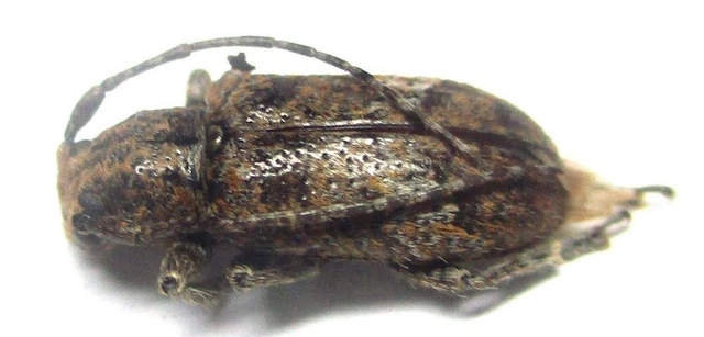 Q016 GNE | CL : Cerambycidae species? 10mm*********************************