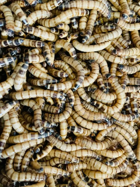 Live Superworms  - 50-1000 counts - 4 different sizes - First Class/Priority Mai 3