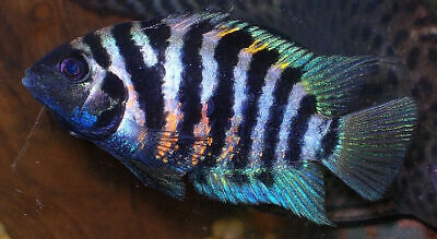 3 SMALL Convict Cichlids Live Freshwater Aquarium Fish