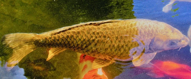 GHOST KOI CARP for sale 50cm, pond clearance