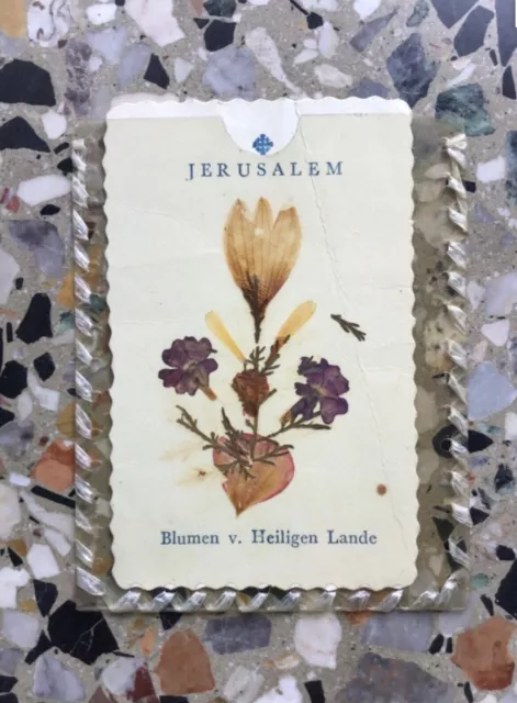 Antique pressed FLOWERS OF JERUSALEM FLOWERS FROM THE HOLY LAND