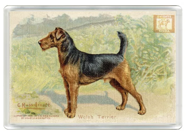 Welsh Terrier Lovely Dog Art Print Novelty Acrylic Fridge Magnet Great Gift