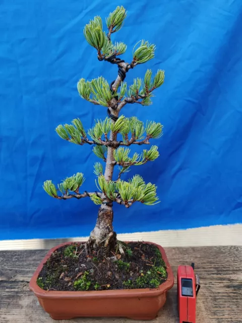 bonsai di pino pentaphilla h 47 cm visita il negozio