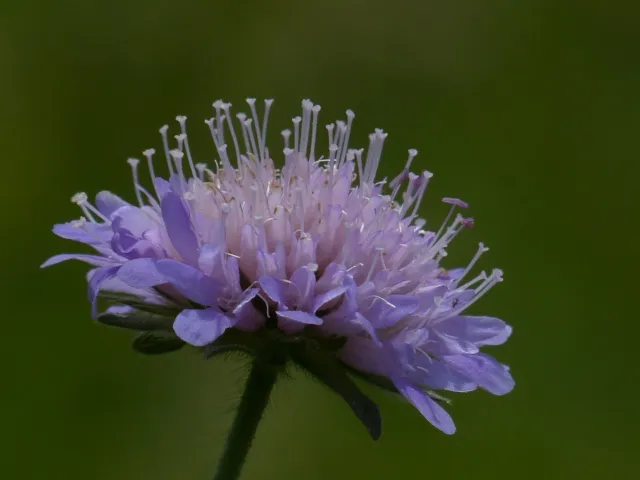 Wild Field Scabious, approx, 25 seeds  Wild  Flower Seed