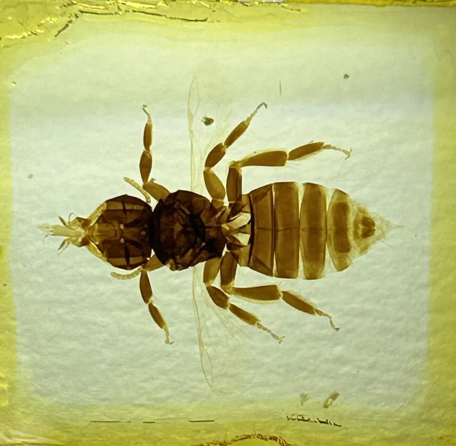 Microscope Slide Bug ANTIQUE WHOLE INSECT Microscope Slide. Ground Beetle. By Watson. £10.52 ...