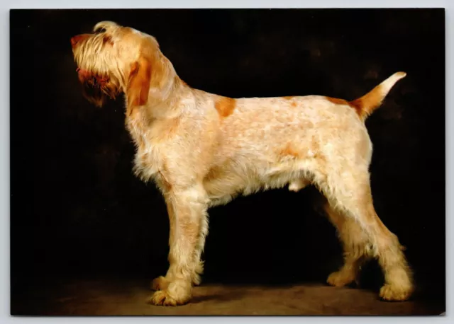 Postcard Spinone Italiano Dog Breed Canis lupus familiaris Italian Hunting Dog