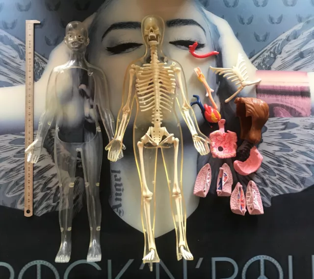 Crâne humain grandeur nature modèle 2 pièces crâne humain réaliste avec  capuchon de crâne amovible anatomie fournitures pédagogiques modèle de crâne  anatomique pour étudier : : Commerce, Industrie et Science