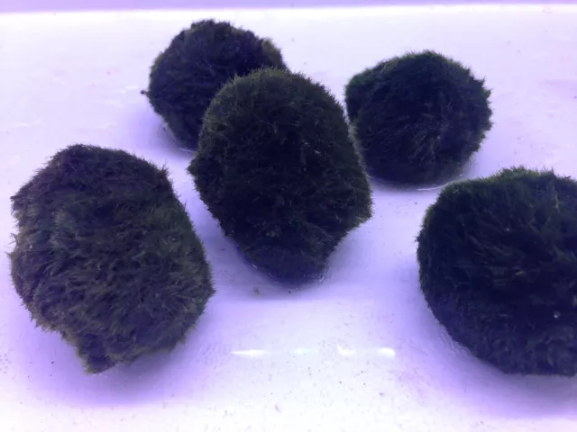 Live Aquarium Moss Ball - Cladophora aegagropila Plant For Shrimps Fish Tank HD