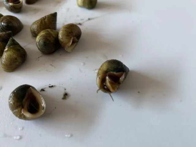 75 Live Saltwater Periwinkle Snails For Aquarium Fish Tank Filter Algae Detritus