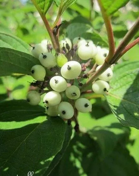 ♫ CORNOUILLER 'de Sibérie' - Cornus sibirica ♫ Graines ♫ Arbuste Haie Champêtre