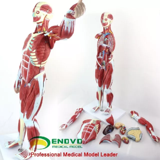 78cm/31" Human body muscles with internal organs anatomical medical model