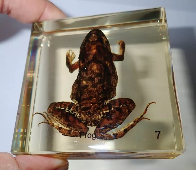 Adult Frog East Asian Bullfrog Amber Clear Square Block Education Real Specimen