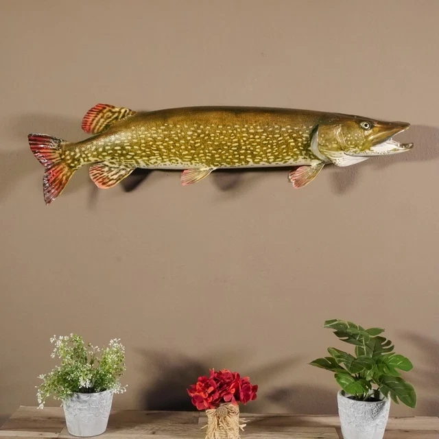 Lucio Preparado Ancho 105 CM Pez Depredador Pescado Abierto las Branquias