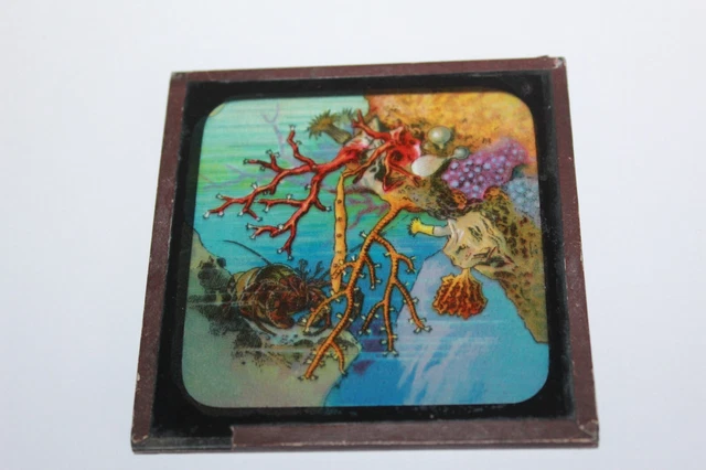 ANTIQUE COLOURED MAGIC LANTERN SLIDE SEA BED  SEA HERMIT CRAB & CORALS No 24
