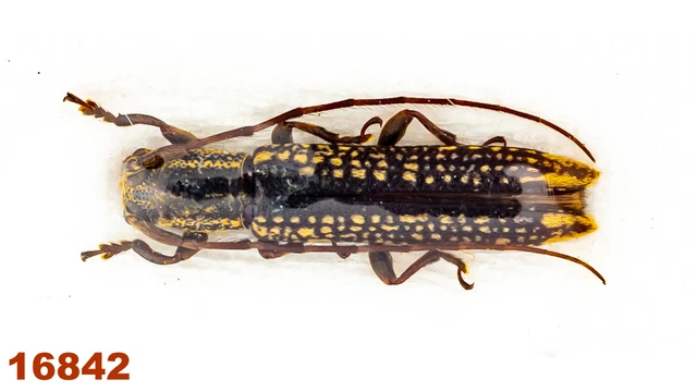 Cerambycidae: Lamiinae sp.   A1, 9 mm , 1 pc