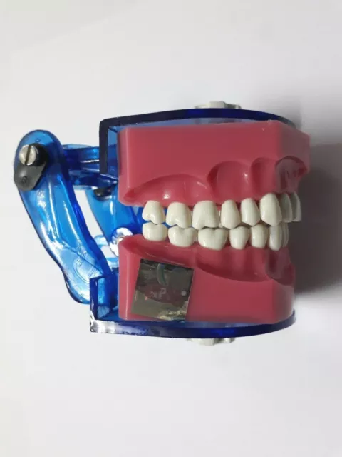 Modelo de dientes, conjunto de mandíbula tipodont, estudio educativo para... 2