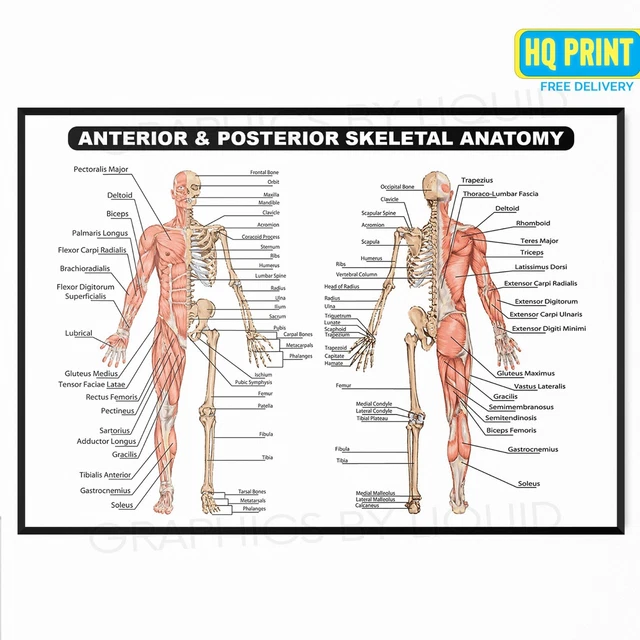 Muscular System Human Anatomy Poster Educational Muscle Anatomy Chart