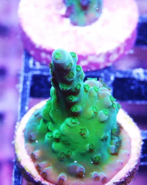 BEAUTIFUL GREEN ACROPORA Zoanthids Paly Zoa SPS LPS Corals, WYSIWYG $4. ...
