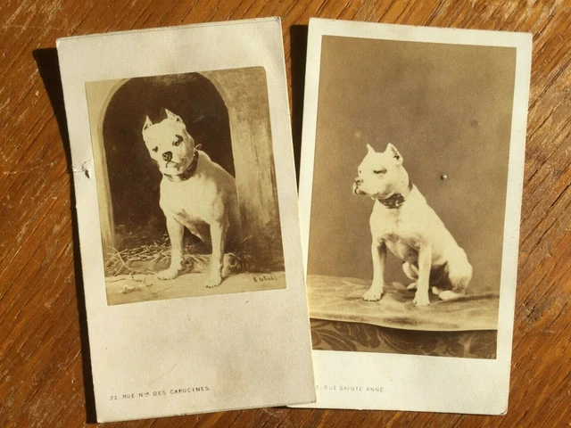 2 photos circa 1885 chien White Terrier + his portrait by Alfred Frank de Prades