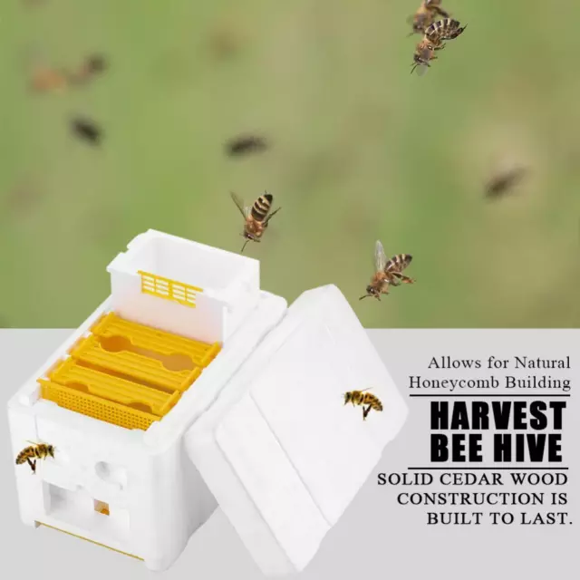 Harvest Bee  Apiculture King Box Boîte de pollinisation Apiculteur