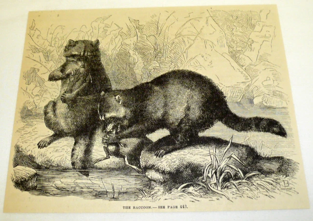 1880 Rivista Incisione ~Il Procione