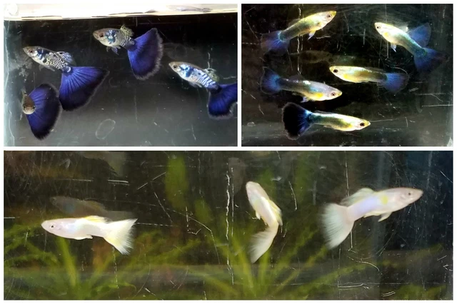 18x  Blue & Yelllow  Guppy Pack
