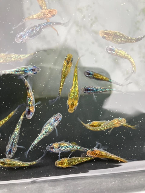 rice fish 50 eggs japan tropical medaka aquarium killifish【yozakura long fin】