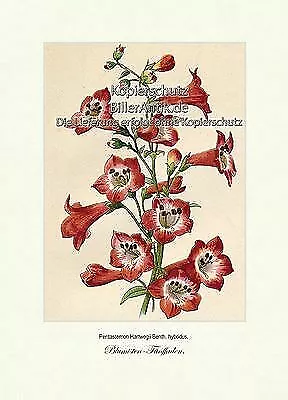 Blumisten-Fünffaden Wegerichgewächse Scrophulariaceae Vilmorin A4 181