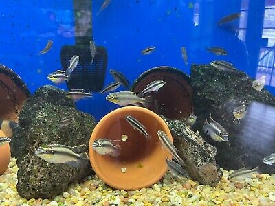 Kribensis - Rainbow Cichlid Fish - Lot of 4 - Dwarf, About 1 1/2" Long