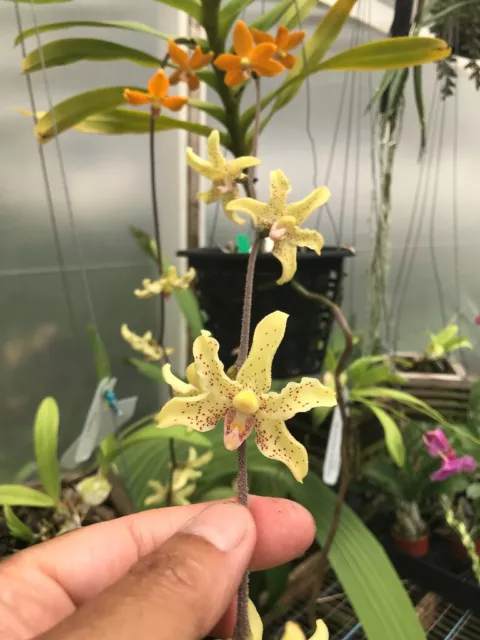DO -  Dimorphorchis rossii, species , Vanda, 2 different flowers, rare!  Orchid
