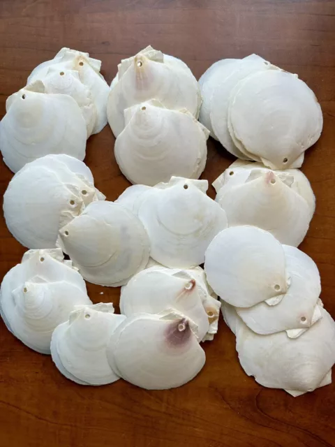 45 Flat Shells Seashells White Thin Crafting Craft Ocean Drilled Ornament 3 Inch