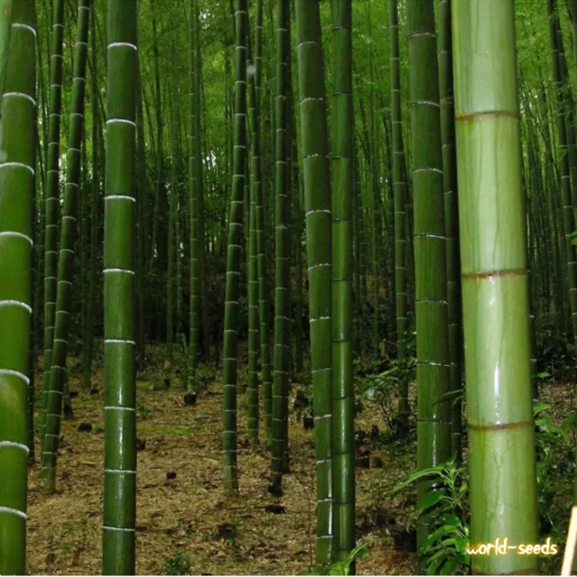 1/500 Semi Bambu Gigante Bambusa Arundinacea Siepi Canne Seeds Bambo
