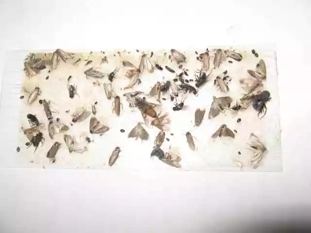 10 pk Insect Trap / Sticky Strip / Glue tray For all insects, bugs, USA