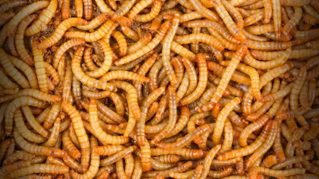 1000 - Live Mealworms - Reptile Food