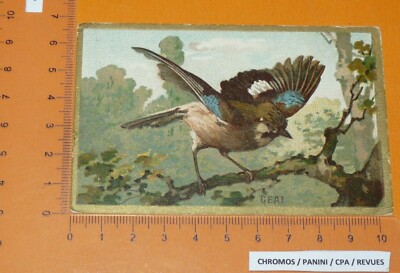 CHROMO BON-POINT IMAGE ECOLE 1910-1925 ANIMAUX FAUCON 