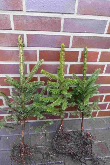 Blaufichten 1st. 20-40cm Weihnachtsbaum Picea pungens glauca Wurzelware