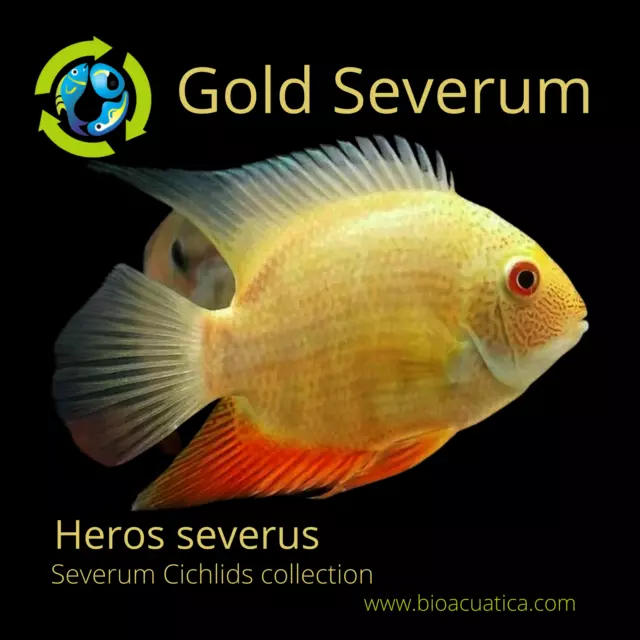 Gorgeous Gold Severums 1 To 1.5 Inches Unsexed