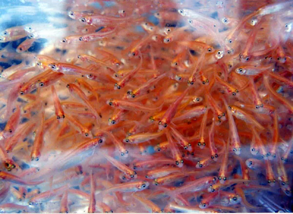 99+ LIVE FEEDER Fish PINK Tuffies Rosie Reds Fathead Minnow GUARANTEE ALIVE  $39.99 - PicClick