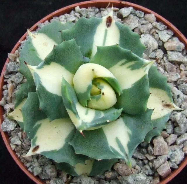 Agave Isthmensis Yellow Variegated choice 6.5cm smaller-growing succulent/cactus