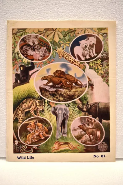 Vintage Lithographie Imprimé Représentant Wild Life Animaux Lion Tigre Éléphant